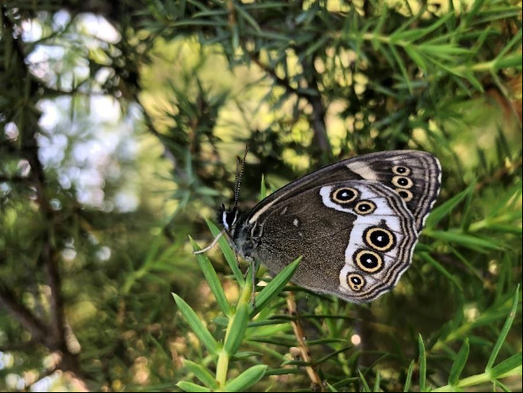 Atlas de la Biodiversité du Grand Annecy